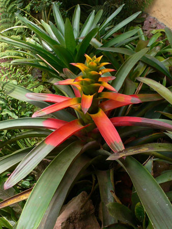 bromelia