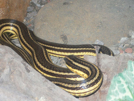 Snake2