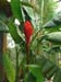 heliconia2