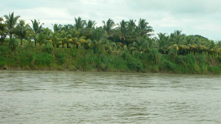 palms_from_the_river_Sarapi